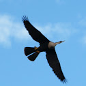 Anhinga