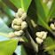 White mangrove