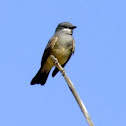 Cassin's Kingbird