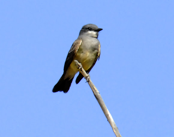 Spotting Image 1