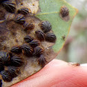 Shell lerp insect (lerp #7)