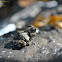Domino Frog
