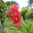 Orchidea