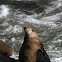 Steller Sea Lion