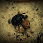 Dung Beetle
