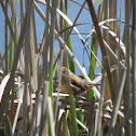 Marsh Wren