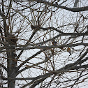 American Robin
