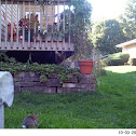 Eastern Cottontail Rabbit
