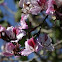 Orchid Tree