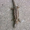 Zandhagedis