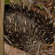 Short-beaked Echidna