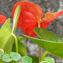 Flamingo lily