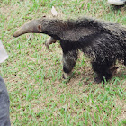 Anteater