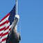 Pelican