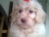 Vendo 2 Poodle Maltes Con Ojos Verdes