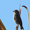 Southern Red Bishop (female)