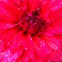 Dahlia
