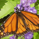Monarch Butterfly