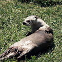 North american river otter