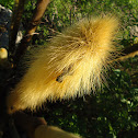 Mandacaru de Facho