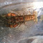 Crayfish