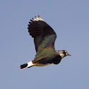 Northern Lapwing