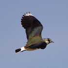 Northern Lapwing