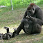 Lowland gorilla