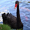 Black Swan