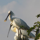 Spoonbill