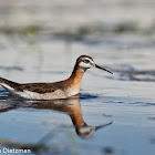 Wilson's Phalarope