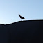 Wild Turkey