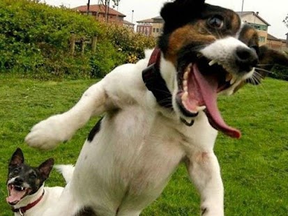 How to download Come Dog lastet apk for pc