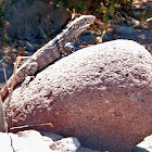 Iguana