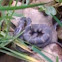 Plain bellied watersnake
