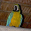 Blue-and-Yellow Macaw