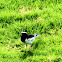White-browed Wagtail