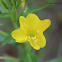 Onagre bisannuelle / Evening primrose biennial
