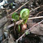 Fern fiddleheads
