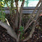 Wax myrtle