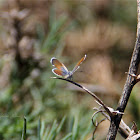 Western Pygmy Blue