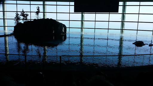 Shedd Aquarium Aquatic Theater