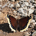 Mourning Cloak