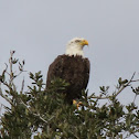 Bald Eagle