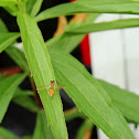 Syrphid Fly