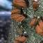 Chocolate tube slime mould