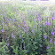 Hoary vervain