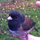 Dark Eyed Junco