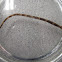 Northern Pipefish