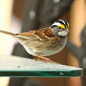 White-throated Sparrow